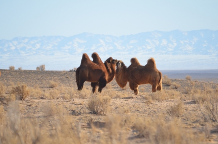 camelsの写真素材