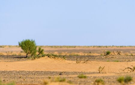 saxaul desertの写真素材