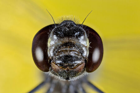 this is a black dragonfly headの写真素材