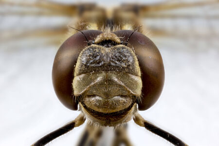 this is a brown dragonfly headの写真素材