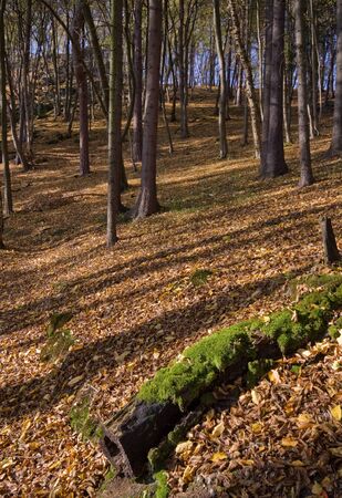 Detail of a forest in autumn の写真素材