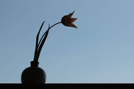 Flower silhouette against a deep blue sky の写真素材