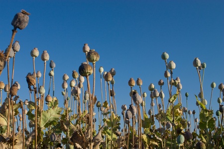A poppy heads against a sky. の写真素材