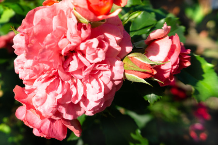Roses on the bushes. Landscapingの写真素材