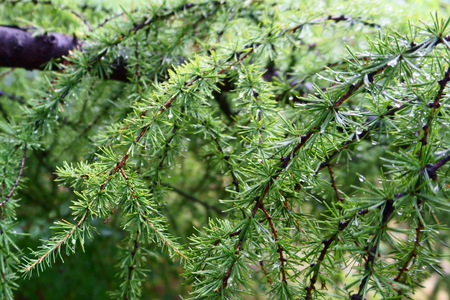 branch of larch with raindrops
