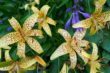 summer garden flowersの写真素材