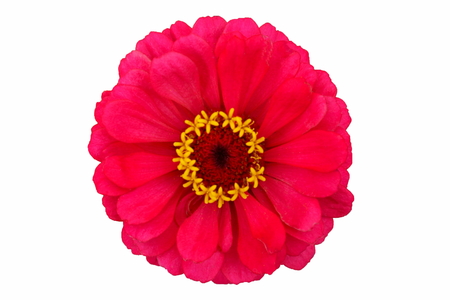 One Isolated Pink Flowerの写真素材