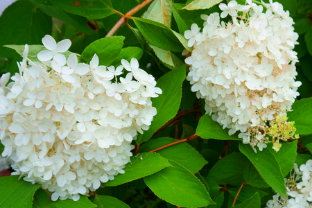 flowering hydrangeaの写真素材
