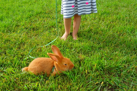 red-haired rabbit on a leash. child playing with petの写真素材