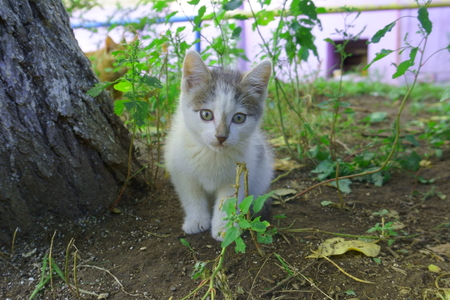 Little kitten lives on the streetの写真素材