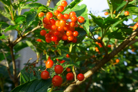 bright viburnum berries, leaves eaten by insectsの写真素材