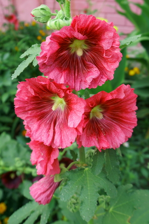 three bright pink flowersの写真素材