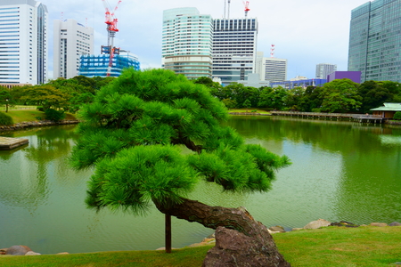 Pine Tree, Hamarikyu Gardens. Construction of buildings on the banks of Sumida River Tokyoのeditorial素材