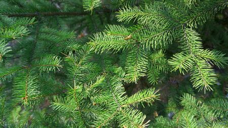 green prickly branches of fur-tree or pineの写真素材