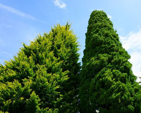 Two thuja trees, blue sky. Landscapingの写真素材
