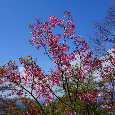 Thin Sakura tree branch with pink flowersの写真素材