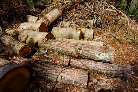 Cut trees broken by the wind. Cutting firewood. Forest cleaningの写真素材