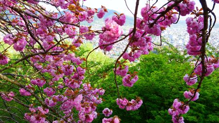 Blooming cherry, pink flowers Japanese Sakura, in the background a green maple and city top viewの写真素材