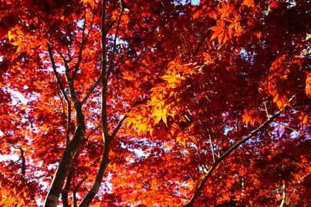 Bright red leaves of Japanese maple. Natural backgroundの写真素材