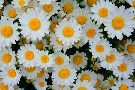 White flowers Chamomile chrysanthemums shot close-up backgroundの写真素材