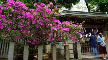Tokyo / Japan May 04, 2019: Nezu Shrine is a Shinto shrine located in the Bunkyo ward of Tokyo. It is famous for its Azalea Festival (Tsutsuji Matsuri)のeditorial素材