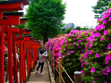 Tokyo / Japan May 04, 2019: Nezu Shrine is a Shinto shrine located in the Bunkyo ward of Tokyo. It is famous for its Azalea Festival (Tsutsuji Matsuri). Red torii pathのeditorial素材