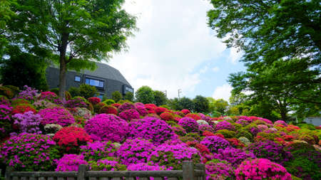 Tokyo / Japan May 04, 2019: Azalea festival (tsutsuji matsuri) in Nezu shinto shrineのeditorial素材