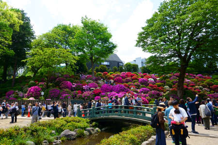 Tokyo / Japan May 04, 2019: Azalea festival (tsutsuji matsuri) in Nezu shinto shrineのeditorial素材