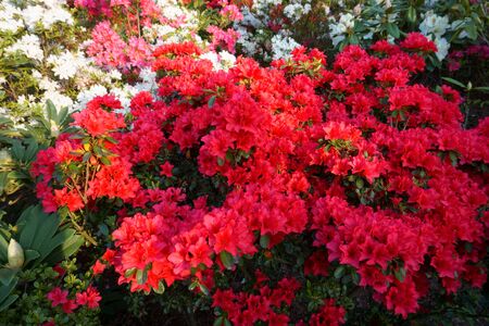 Bush of red and white azalea blooms. Spring timeの写真素材