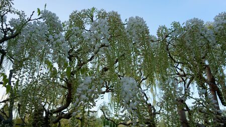 Hanging bunches of white Wisteria. Spring timeの写真素材