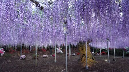 Hanging bunches of purple Wisteria tree. Spring time in Japanの写真素材