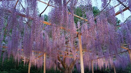 Hanging bunches of purple Wisteria tree. Spring time in Japanの写真素材