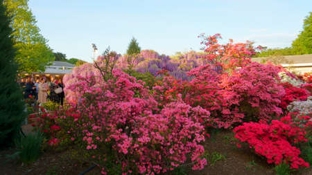 Ashikaga / Japan - april 28 2019: Ashikaga Flower Park. Hanging bunches of purple Wisteria and pink, red, white azalea bushのeditorial素材