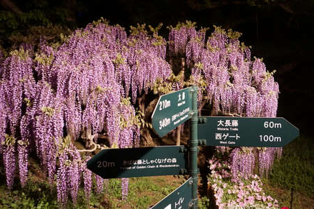 Ashikaga / Japan - april 28 2019: Ashikaga Flower Park. Hanging bunches of pink Wisteria tree, evening illumination. Spring time in Japanのeditorial素材