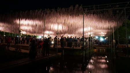 Ashikaga / Japan - april 28 2019: Ashikaga Flower Park. Hanging bunches of Wisteria tree, evening illumination. Many visitors to tourists. Spring time in Japanのeditorial素材