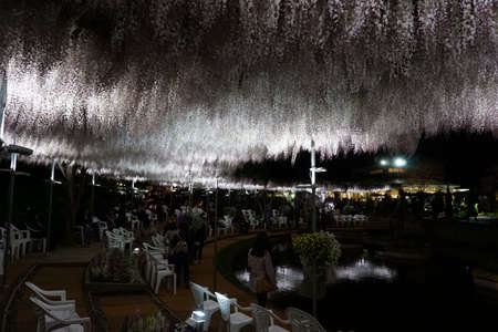 Ashikaga / Japan - april 28 2019: Ashikaga Flower Park. Hanging bunches of Wisteria tree, evening illumination. Many visitors to tourists. Spring time in Japanのeditorial素材