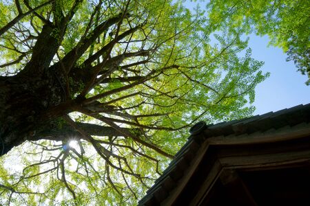 Abstract asian landscape. Roof japanese style, ginkgo tree, skyの写真素材