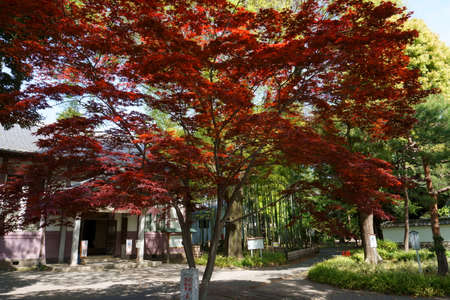 Ashikaga, Tochigi / Japan April 29, 2019: Ashikaga Gakko is Japan's oldest academic institution. Garden, red mapleのeditorial素材