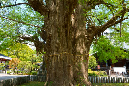 Ashikaga, Tochigi / Japan April 29, 2019: Bannaji Temple large ginkgo tree. Bannaji Temple is the most famous Buddhist temple in Ashikaga Cityのeditorial素材