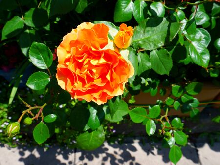 Yellow orange rose in full bloom. Rose hybrid with large flowers and double petalsの写真素材