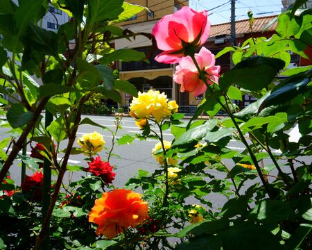 City flowers. Red, yellow, orange and pink rose in full bloomの写真素材