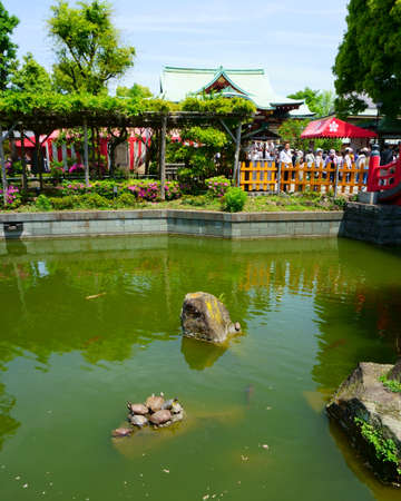 Tokyo / Japan - May 05, 2019: Relaxing gardens in Kameido Tenjin Shrine. The "kame" in Kameido means "turtle" or "tortoise", and the pond here is well-known for is large tortoise populationのeditorial素材