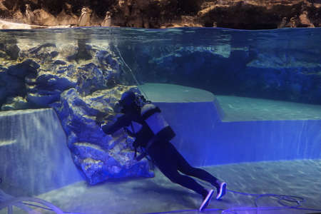 scuba diver cleans a marine penguin aquariumのeditorial素材