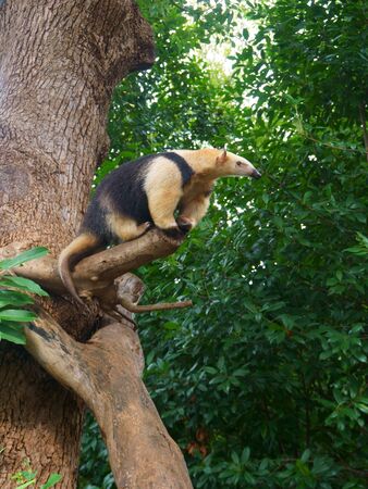 The southern tamandua on tree, also called the collared anteater or lesser anteaterの写真素材