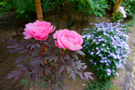 Beautiful pink peony flowers in the gardenの写真素材
