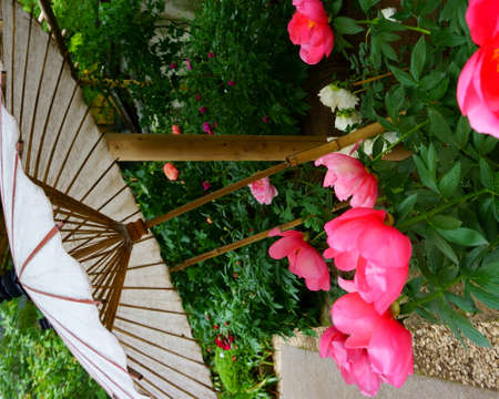 Blooming pink peonies. Japanese garden. Landscape designの写真素材