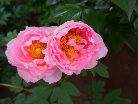 Beautiful pink peony flowers in the gardenの写真素材