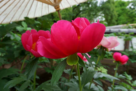 Red peony flower close-up. Peonies on the flower bedの写真素材
