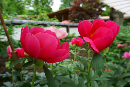 Blooming red peonies. Summer time. Delicate peony flowerの写真素材