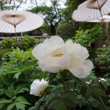 Blooming white peony. Japanese garden. Landscape designの写真素材